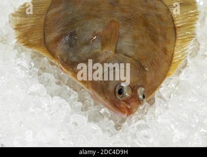 FRESH Rombo liscio Scophthalmus rhombus SU GHIACCIO Foto Stock