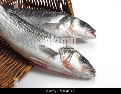 FRESH BASS Dicentrarchus labrax Foto Stock