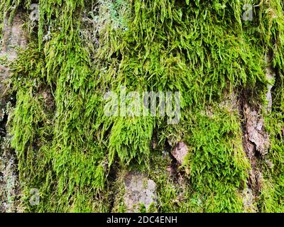 Muschio sulla corteccia di un vecchio albero Closeup Foto Stock