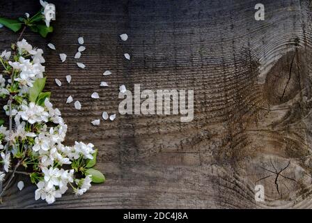 Ciliegia fiorente su sfondo di legno. Fiori bianchi e petali sparsi su sfondo vintage Foto Stock