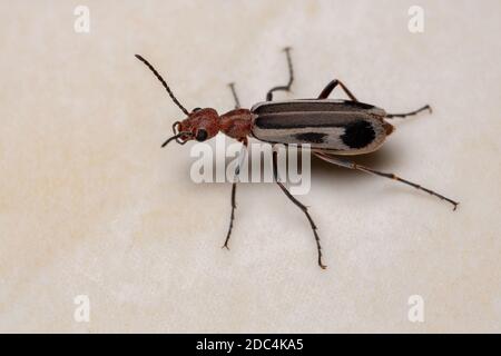 Burning Blister Beetle del genere Epicauta Foto Stock