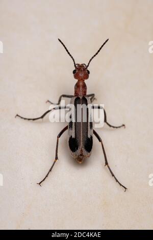 Burning Blister Beetle del genere Epicauta Foto Stock