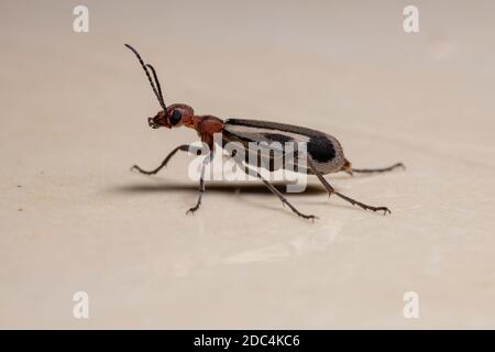 Burning Blister Beetle del genere Epicauta Foto Stock