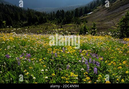 WA18235-00...WASHINGTON - colorato prato di fiori selvatici visto dallo Skyline divide Trail nella zona di Mount Baker Wilderness. Foto Stock