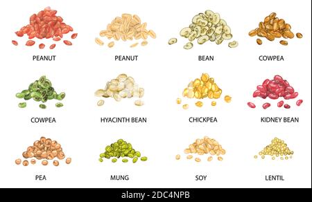 Set di pile colorate di semi di fagioli disegnate a mano isolate su bianco. Arachidi, fagiolo, cowpea, ceci, fagioli, piselli, mung, soia, lenticchie. vecto stilizzato Illustrazione Vettoriale