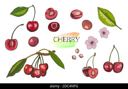Set di ciliegio colorato disegnato a mano isolato su sfondo bianco.disegno alimentare vintage, illustrazione vettoriale in stile inciso. Illustrazione Vettoriale