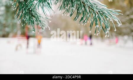 Ramo di pino con icicles che oscilla nel vento contro sfondo offuscato di foresta e famiglia con bambini piccoli sulla passeggiata con slitta. Concept inverno He Foto Stock