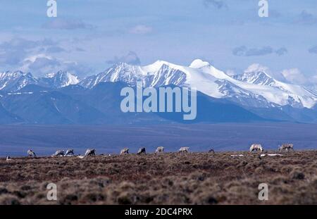 Caribou pascola sulla pianura costiera con la Brooks Range innevata al Arctic National Wildlife Refuge nel nord-est dell'Alaska. La remota riserva naturale Artic National Wildlife Refuge copre circa 19.64 milioni di ettari di terreno ed è la più grande riserva naturale degli Stati Uniti. Foto Stock