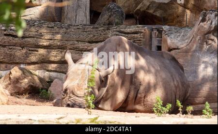 Immagine di un rinoceronte nero, Diceros bicornis, sdraiato a terra Foto Stock
