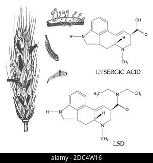 La formula chimica dell'acido lisergico LSD con il picco di segale colpito dall'ergot. Disegno botanico vintage, illustrazione vettoriale in stile inciso su bianco Illustrazione Vettoriale