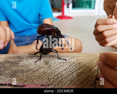 primo piano rhinoceros beetle lotta sul legno di tronchi Foto Stock