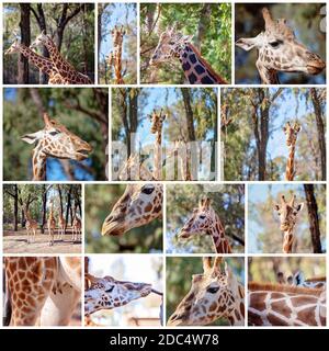 Collage di immagini di giraffe nel loro habitat naturale Foto Stock