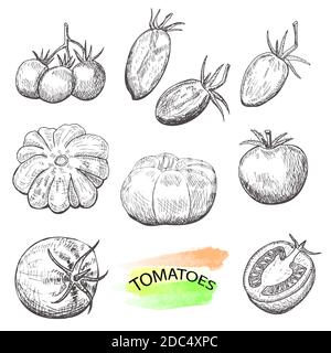 Pomodori disegnati a mano e isolati su sfondo bianco. Vintage food sketch, illustrazione vettoriale in stile inciso. Illustrazione Vettoriale