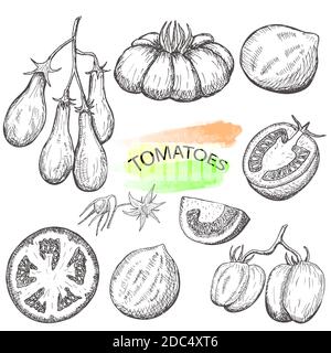 Pomodori disegnati a mano e isolati su sfondo bianco. Vintage food sketch, illustrazione vettoriale in stile inciso. Illustrazione Vettoriale