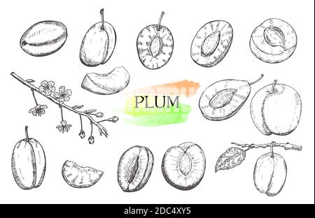 Set di prugne disegnate a mano isolato su sfondo bianco.disegno alimentare vintage, illustrazione vettoriale in stile inciso. Illustrazione Vettoriale