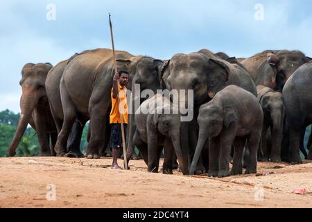 Un mahout (gestore di elefanti) si erge con una mandria di elefanti all'interno dell'Orfanotrofio degli Elefanti di Pinnawala nello Sri Lanka centrale. Foto Stock