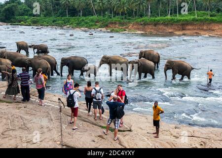 Elefanti provenienti dall'Orfanotrofio degli Elefanti di Pinnawala nel fiume Maha Oya a Pinnawala, nello Sri Lanka centrale. Foto Stock