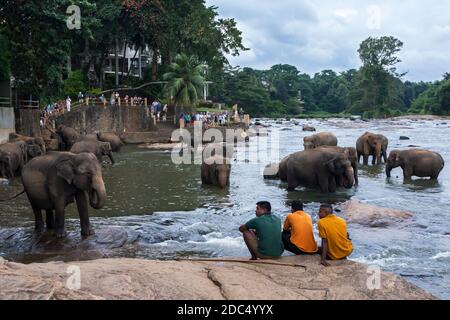 Tre mahouts tengono un occhio sugli elefanti dall'Orfanotrofio dell'Elefante di Pinnawala che bagna nel fiume di Maha Oya a Pinnawala nello Sri Lanka centrale. Foto Stock