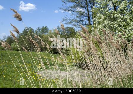 Polska, Polonia, Polen, Grande Polonia, Großpolen; canna secca sullo sfondo di un prato primaverile e ciliegia fiorente. Foto Stock