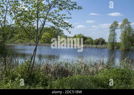 Polska, Polonia, Polen, Grande Polonia, Großpolen; un laghetto circondato da cespugli e canne in primavera. Gli alberi che crescono presso lo stagno. Młoda olsza Foto Stock