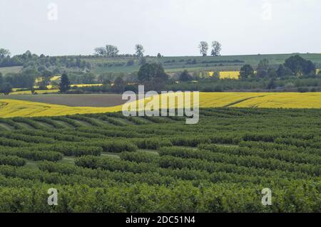 Polska, Polonia, Polen, bassa Slesia, Niederschlesien; fioritura colza e rigogliosi campi e alberi verdi - un tipico paesaggio polacco in primavera. Foto Stock