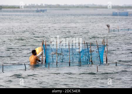 Un pescatore tende alla sua trappola di gamberi nella laguna di Jaffna adiacente alla strada rialzata che porta da Jaffna all'isola di Velanai nel nord dello Sri Lanka. Foto Stock