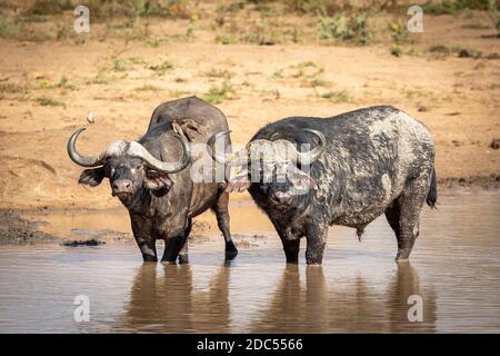 Grande bufala toro e una femmina con bue peckers on la sua schiena in piedi in acque fangose poco profonde cercando allerta in Kruger Park in Sud Africa Foto Stock