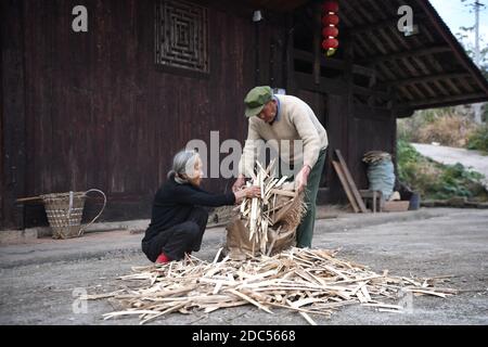 (201119) -- XIANGXI, 19 novembre 2020 (Xinhua) -- Peng Guofei (R) e sua moglie Deng Shicui raccolse legna da ardere secca presso la cittadina di Furong a Xiangxi Tujia e nella prefettura autonoma di Miao, provincia di Hunan della Cina centrale, 15 novembre 2020. Peng Guofei, 75, è noto come 'nonno Fei' online. È nato e cresciuto nel remoto villaggio di Yangmu, situato nel profondo delle montagne di Wuling. Con l'aiuto di funzionari locali di soccorso alla povertà, gli abitanti del villaggio hanno accesso a Internet negli ultimi anni, come l'intero villaggio abbraccia la copertura completa del segnale 4G. All'inizio del 2020, Peng ha portato corsi di internet nel villaggio a. Foto Stock