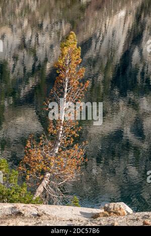 Albero di pino morente sul bordo di un lago in Oregon Eagle Cap Wilderness. Foto Stock