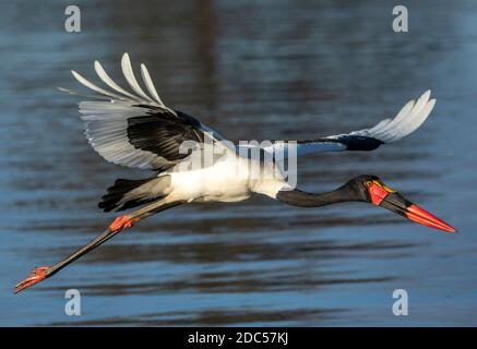 Cicogna a sella (Ephippiorhynchus senegalensis) In volo al Kruger Park in Sud Africa Foto Stock