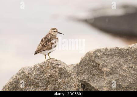 Least Sandpiper (Calidris minutilla) che foreggia lungo una linea costiera, Long Island, New York Foto Stock