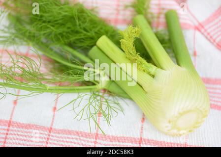 Verdure di finocchio dal giardino , bulbi freschi di finocchio crudo pronti a cucinare su cibo Foto Stock