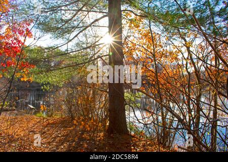 Foglie luminose e altre colorate attrazioni autunnali sul sentiero natura adiacente al lago Dallenbach a East Brunswick, New Jersey, USA -03 Foto Stock