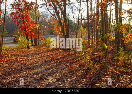 Foglie luminose e altre colorate attrazioni autunnali sul sentiero natura adiacente al lago Dallenbach a East Brunswick, New Jersey, USA -04 Foto Stock