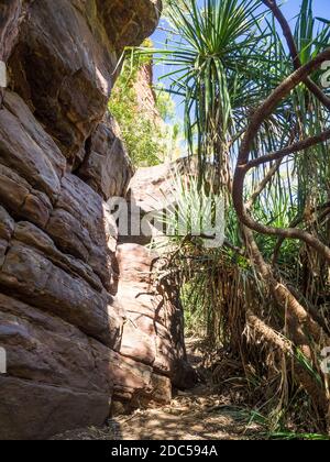 Fiume Pandanus (Pandanus aquaticus) e scogliere di arenaria, alta Gola, collina del prato, Parco Nazionale Boodjamulla Foto Stock