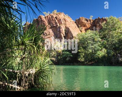 Fiume Pandanus (Pandanus aquaticus), gola del Colle del prato, Parco Nazionale di Boodjamulla Foto Stock