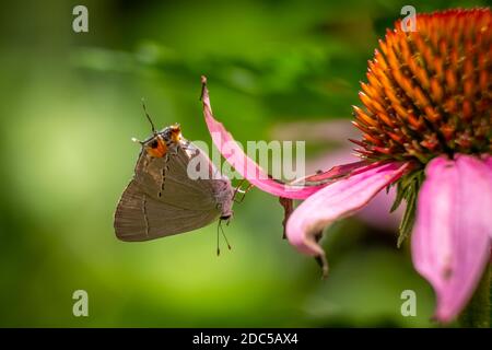 Un Hairstreak grigio (Strymon melinus) visita un coneflower. Raleigh, Carolina del Nord. Foto Stock