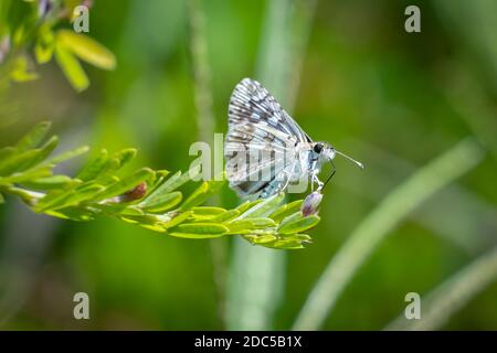 Uno skipper a scacchi (Burnsius communis). Raleigh, Carolina del Nord. Foto Stock