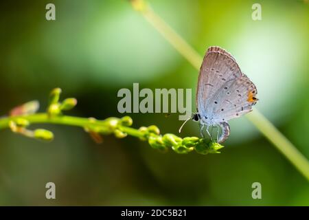 Una femmina orientale coda-blu (Cupido comyntas) depositando le uova in una piccola fioritura. Raleigh, Carolina del Nord. Foto Stock