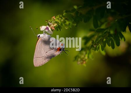 Un Hairstreak grigio (Strymon melinus) visita un Ticktrefoil panicled (Desmodium paniculatum). Raleigh, Carolina del Nord. Foto Stock