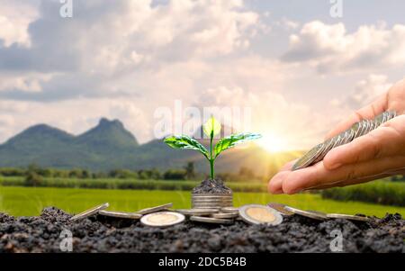 Idea di crescita di denaro, albero che piantano su monete o denaro, comprese le mani che danno monete agli alberi e sfondo della natura. Foto Stock