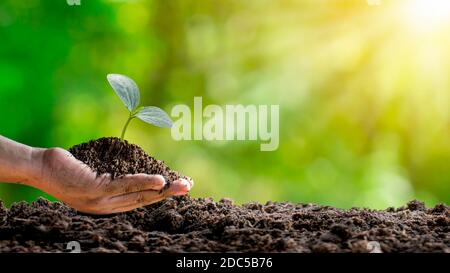 Piantare alberi in mano della donna tra cui sfondo verde sfocato natura, piante e idee di conservazione della natura con spazio per il testo. Foto Stock