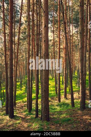 Piano contro tritato di una pineta. Flash di luce al centro dell'immagine. Pineta situata a El Espinar, nella Sierra de Guadarrama Nati Foto Stock