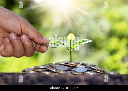 Un albero che cresce su un mucchio di monete e una luce bianca che splende sull'idea di crescita economica dell'albero. Foto Stock