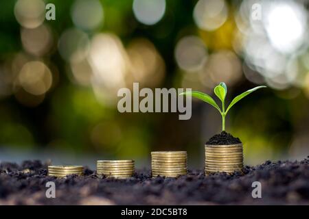 Taglio di piante in crescita su monete impilate e terreno fertile, il concetto di investimento per l'agricoltura e la coltivazione.