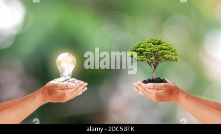 Due mani umane che tengono i piccoli alberi e la lampada a risparmio energetico su sfondo verde sfocato con il concetto di risparmio energetico e l'ambiente della terra Foto Stock