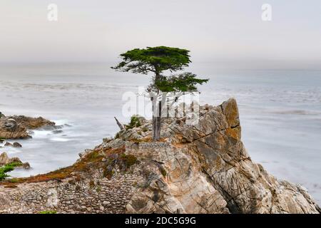 Il Lone Cypress, visto dalla 17 Mile Drive, a Pebble Beach, California Foto Stock