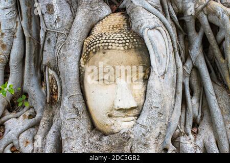 Meraviglie della natura, il capo della pietra arenaria Buddha immagine in Radici di albero a Wat Mahathat Ayutthaya Thailandia Foto Stock