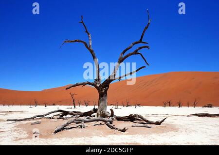 Gli alberi di Camelthorn secchi e morti del bacino del Deadvlei nella regione di Erongo, Namibia. Foto Stock