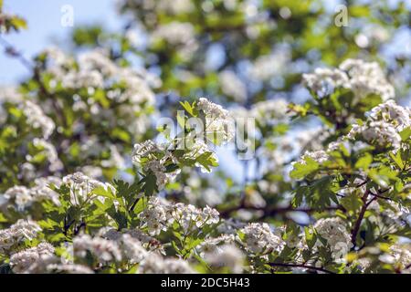 Fiori primaverili in fiore in giornata di sole Foto Stock